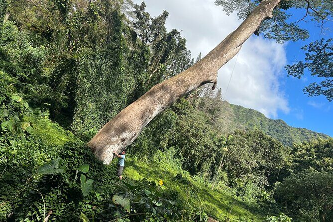 3 Hours Private Hiking and Bushwalking in the Aiea Loop Trail - Key Points