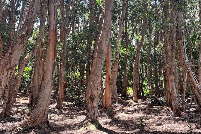 3 Hours Private Hiking and Bushwalking in the Aiea Loop Trail - The Experience in Detail