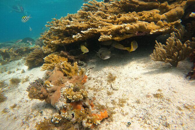 3 Hours VIP Semiprivate Tour Isla Mujeres Full Snorkeling Experience - The Experience: A Closer Look