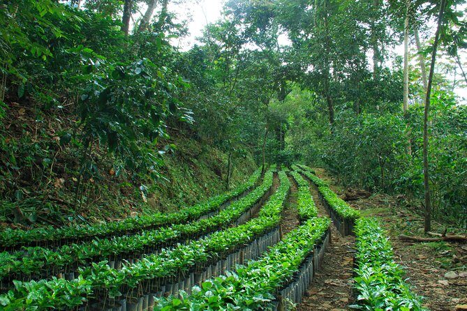 3 Levels of Huatulco the coffee you've been looking for - Practical Considerations