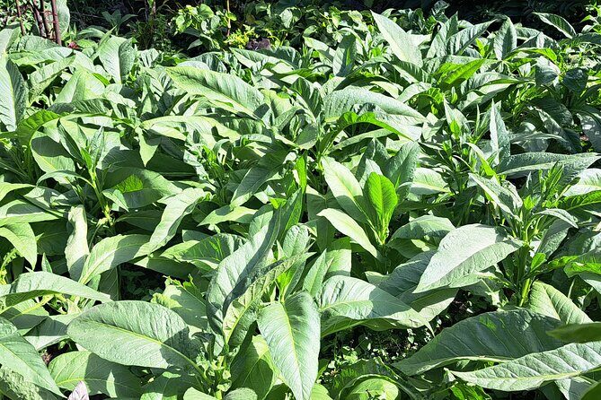 3 Nights Stay in Tanna including Accommodation, meals & transfers - The Sum Up