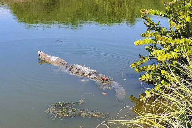 3 Palos Lagoon AfroMex Village Turtle Release & Croc Farm Visit - FAQs