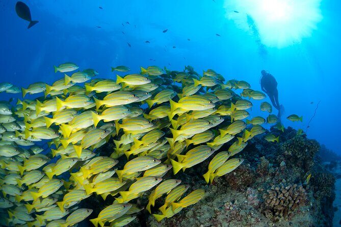 3-Tank Dive Featuring the Molokini Crater - FAQ