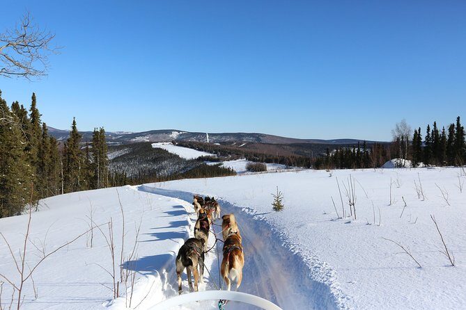 30-minute Dog Sledding Tour in Fairbanks (without transportation) - What the Tour Offers