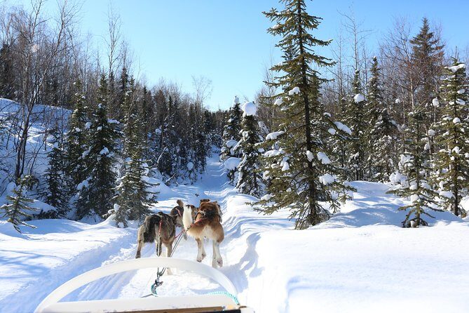 30-minute Dog Sledding Tour in Fairbanks (without transportation) - Interacting with the Dogs