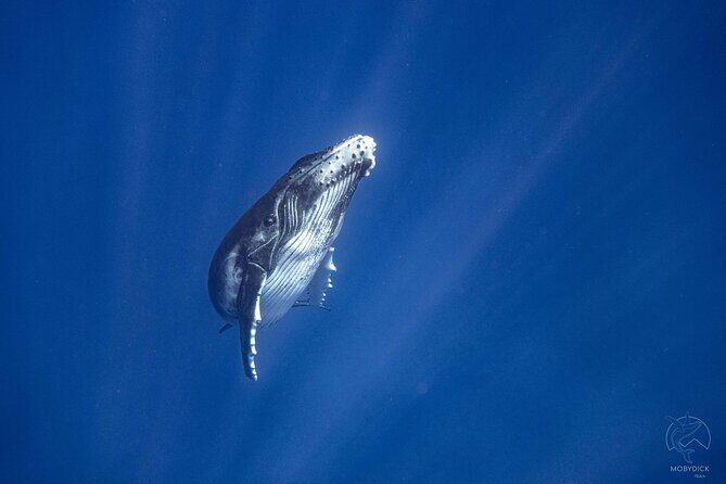 3h dolphin and snorkeling tour in a wild lagoon with Mobydick - Conclusions