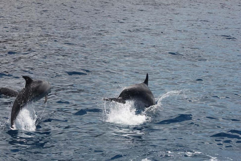 3H Shared Barrier-Free Cruise with Turtles Dolphins & Whales - Key Points