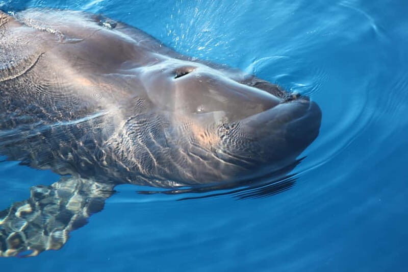 3H Shared Barrier-Free Cruise with Turtles Dolphins & Whales - The Experience and Atmosphere