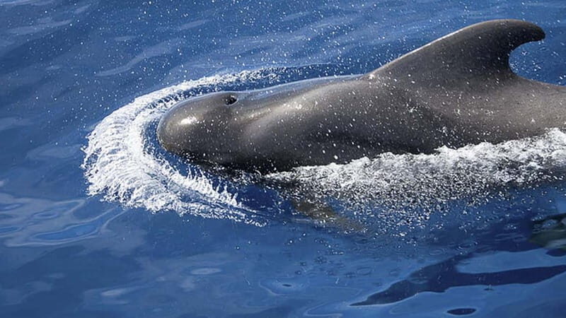 3h Whale Watching Share Tour Beneteau Oceanis 440 - Key Points