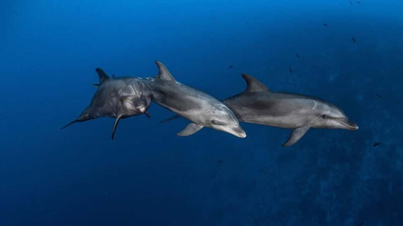 3h Whale watching Share Tour Costa Adeje Lina7 Mizendoha - Key Points