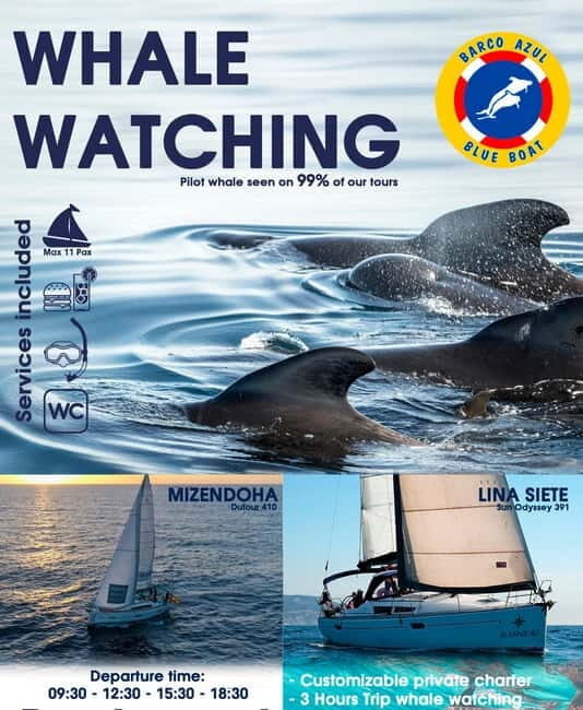 3h Whale watching Share Tour Costa Adeje Lina7 Mizendoha - The Itinerary and What to Expect