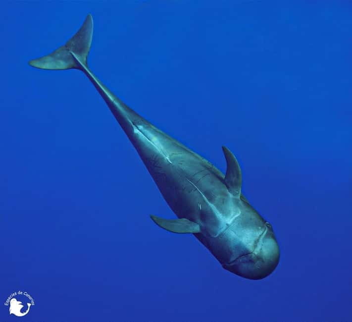 3h Whale watching Share Tour Costa Adeje Lina7 Mizendoha - Practical Tips for Booking