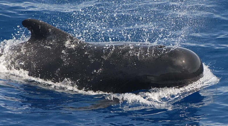 3h Whale watching Share Tour Costa Adeje Lina7 Mizendoha - FAQ: Common Questions About the Tour