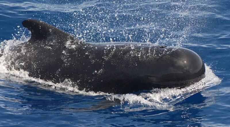 3h Whale watching Share Tour Costa Adeje Lina7 Mizendoha - Final Thoughts