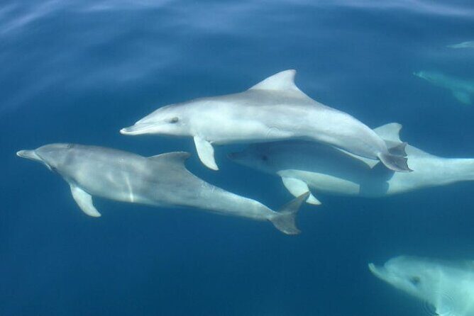 3hours all inclusive Sunset&Dolphin Tour from Medulin on Sandra - FAQ