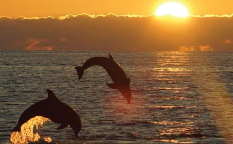 3hours Dolphin Sunset watching with unlimited drinks +dinner - Key Points