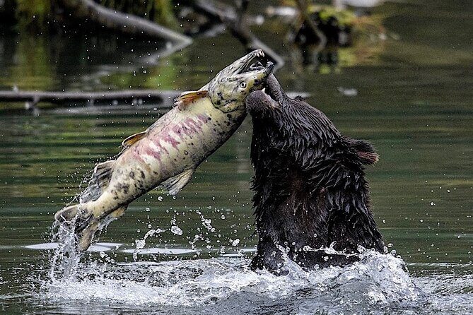 3hr Custom Private Tour of Ketchikan (4 People) Wildlife + More - Final Thoughts