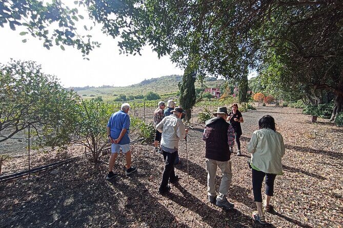 4.5 hours Private tour, the best and highlights of Gran Canaria. - Authenticity and Local Flavor