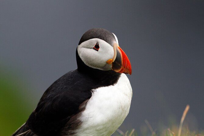 4 Day Mull, Iona and Staffa Puffin Experience from Edinburgh - What This Tour Offers for Your Scotland Adventure