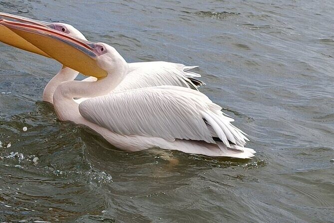 4 Day Safari Maasai Mara, Lake Nakuru and Lake Naivasha - What to Expect from the Itinerary