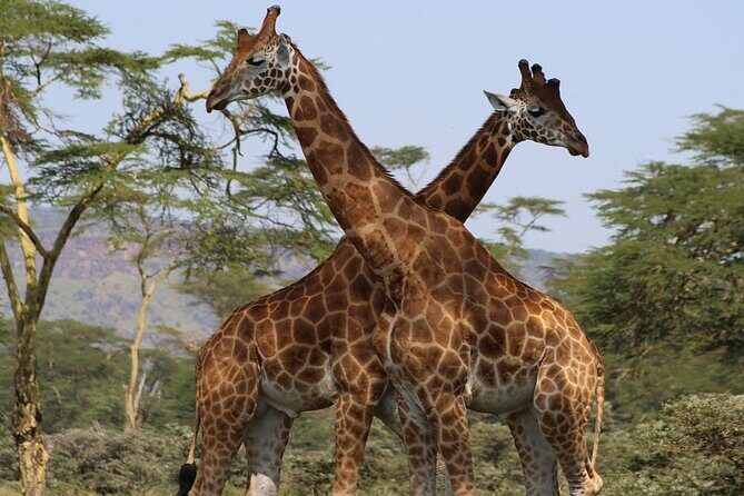 4 Day Safari Maasai Mara, Lake Nakuru and Lake Naivasha - Deep Dive into the Experience