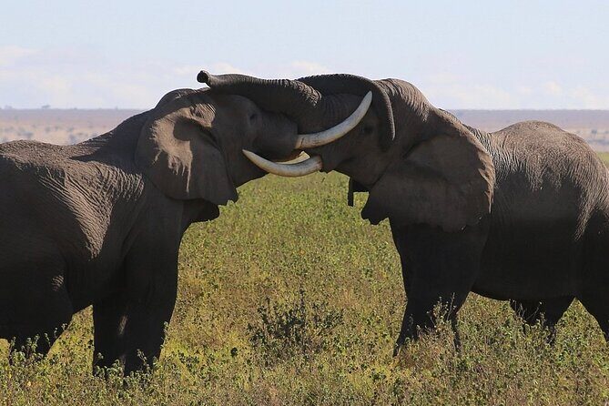 4 Day Safari Maasai Mara, Lake Nakuru and Lake Naivasha - Final Thoughts: Is This Tour for You?