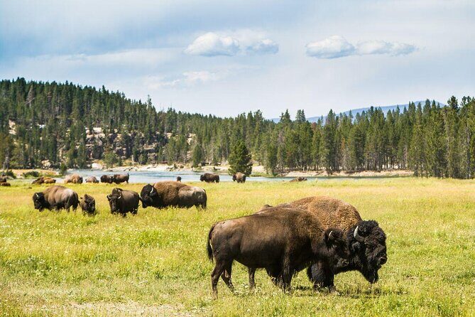 4-Day Small Group Tour: Yellowstone and Tetons Camping from Salt Lake City - Key Points
