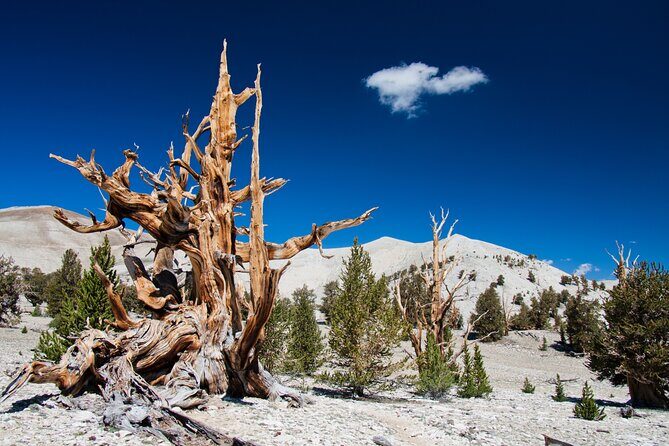 4-Hour, 5-seat ATV Rental next to Bryce National Park - FAQ