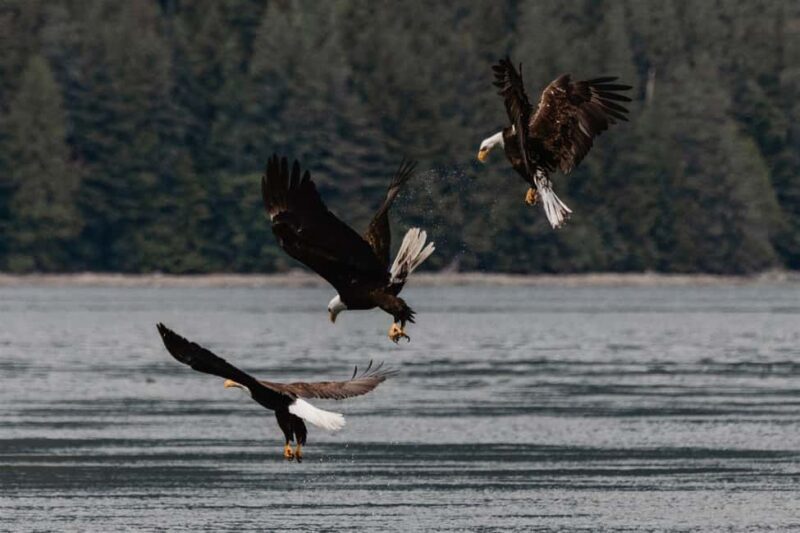 4 Hour Campbell River Whale & Wildlife Tour | Discovery West - Key Points