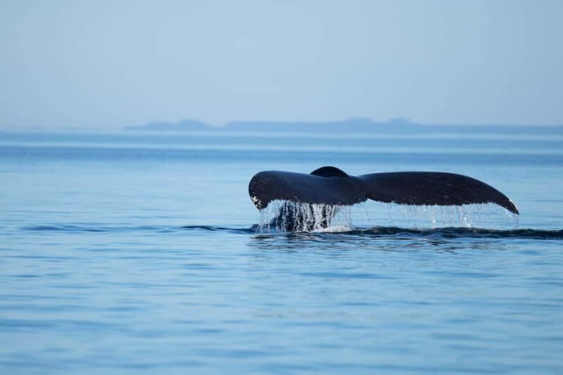 4 Hour Campbell River Whale & Wildlife Tour | Discovery West - What Makes This Tour Special?