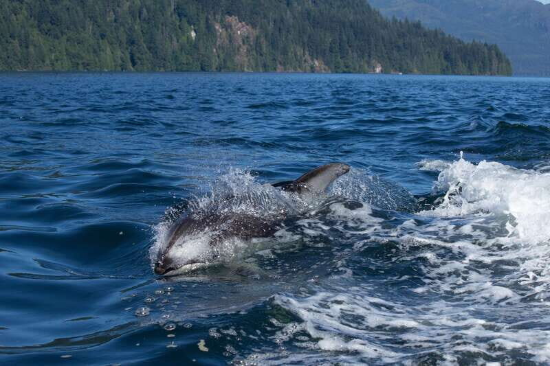 4 Hour Campbell River Whale & Wildlife Tour | Discovery West - From Visitors: What They Loved