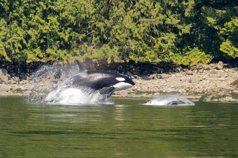 4 Hour Campbell River Whale & Wildlife Tour | Discovery West - The Price and Value