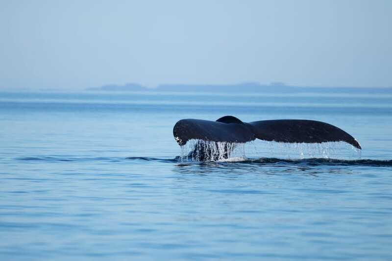 4 Hour Campbell River Whale & Wildlife Tour | Discovery West - Who Should Consider This Tour?