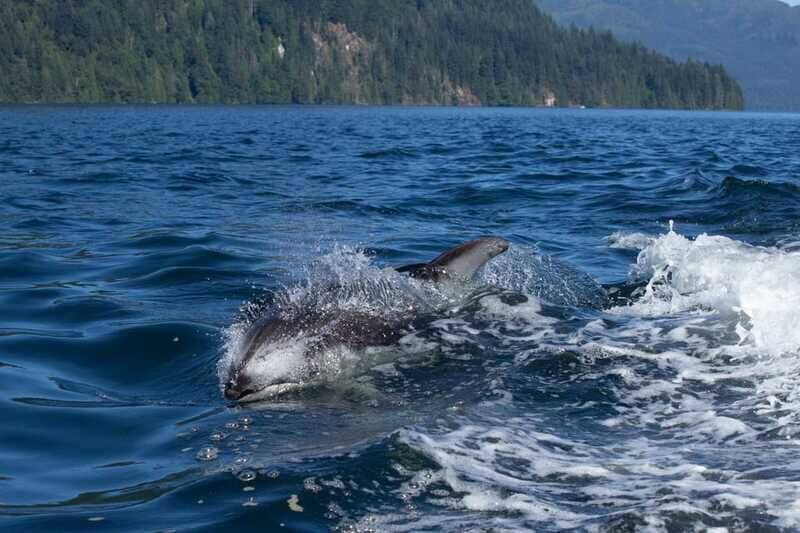 4 Hour Campbell River Whale & Wildlife Tour | Discovery West - The Sum Up