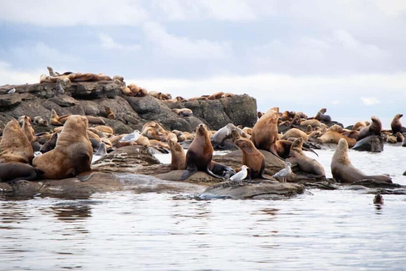 4 Hour Campbell River Whale & Wildlife Tour | Discovery West - FAQs