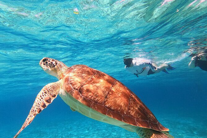 4 Hour Cozumel Turtle Sanctuary Experience on a Luxury Catamarán - Analyzing the Value