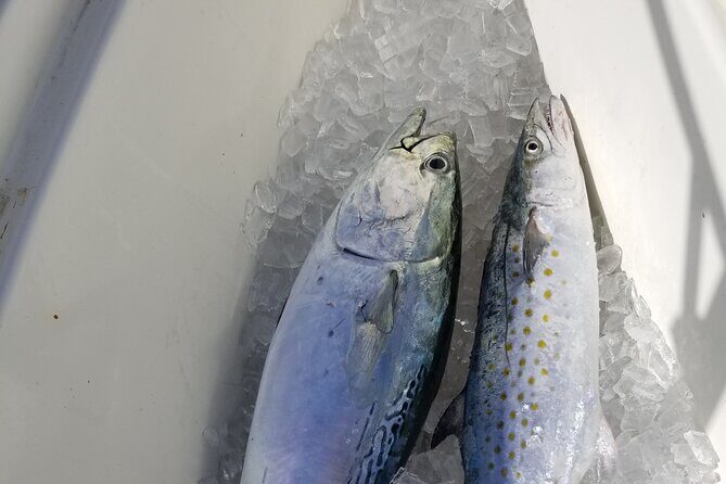 4-hour Fishing Adventure at Belleair Causeway - Final Thoughts