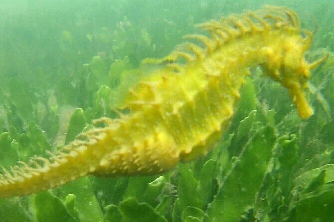 4 hour Kayak & Snorkeling Tour in Ria Formosa Natural park - Why You’ll Love This Tour