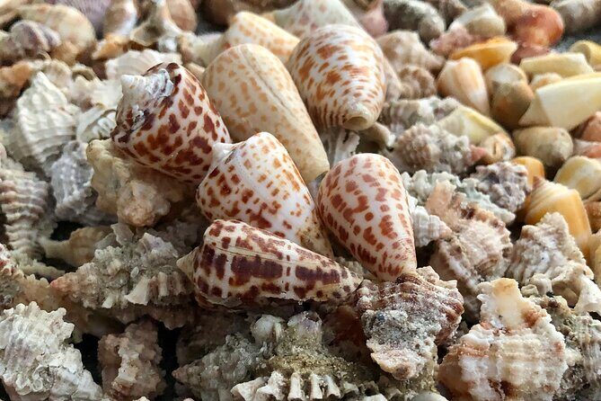 4 Hour Kice Island Shelling Trip - Second Stop: Kice Island