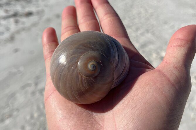 4 Hour Kice Island Shelling Trip - Who Will Love This Tour?