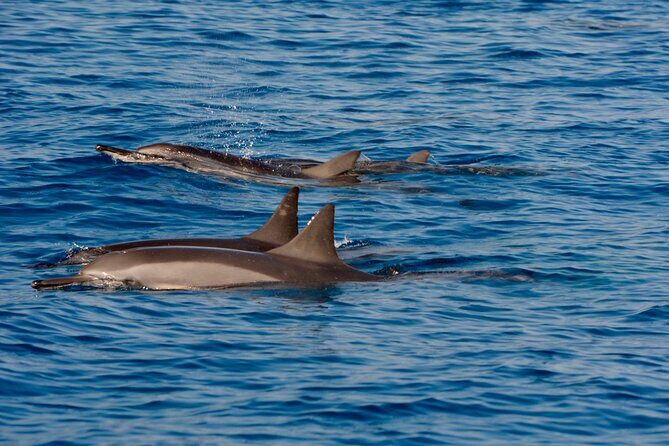 4-Hour Kona Private Charter - Who Is This Tour Best For?