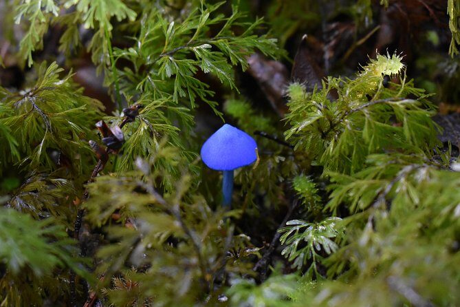 4-hour Lake Mapourika Kayak and Hike adventure, with Okarito Kiwi Sanctuary - Who Should Consider This Tour?