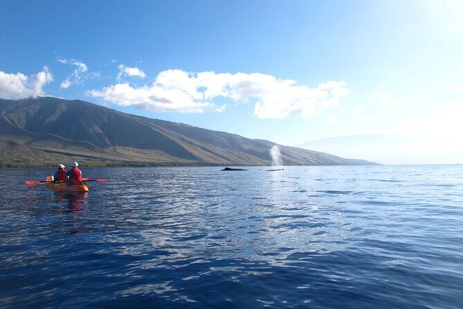 4-Hour Makena Whale Watch Tour - Is It Worth the Cost?