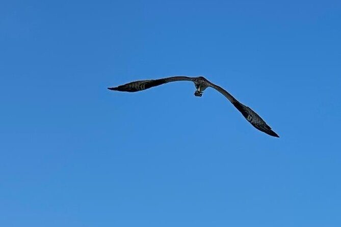 4-Hour Mangrove Island and Dolphin Watch Sandbar in Fort Pierce - Who Will Love This Tour?