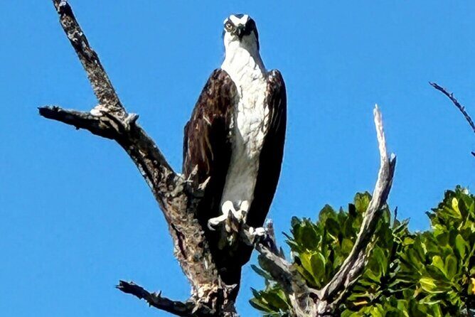 4-Hour Mangrove Island and Dolphin Watch Sandbar in Fort Pierce - Possible Considerations
