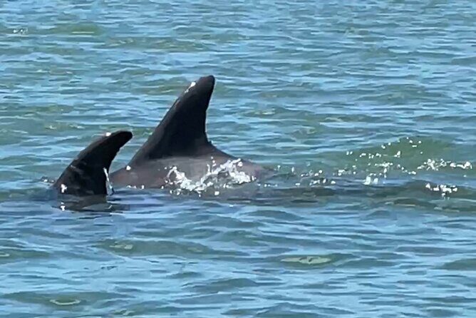 4-Hour Mangrove Island and Dolphin Watch Sandbar in Fort Pierce - Final Thoughts