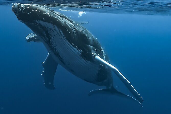 4 Hour Private Humpback Whales Encounter in Moorea - Introduction