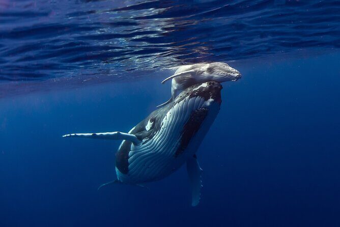 4 Hour Private Humpback Whales Encounter in Moorea - Key Points