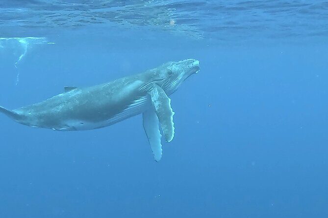 4 Hour Private Humpback Whales Encounter in Moorea - FAQ