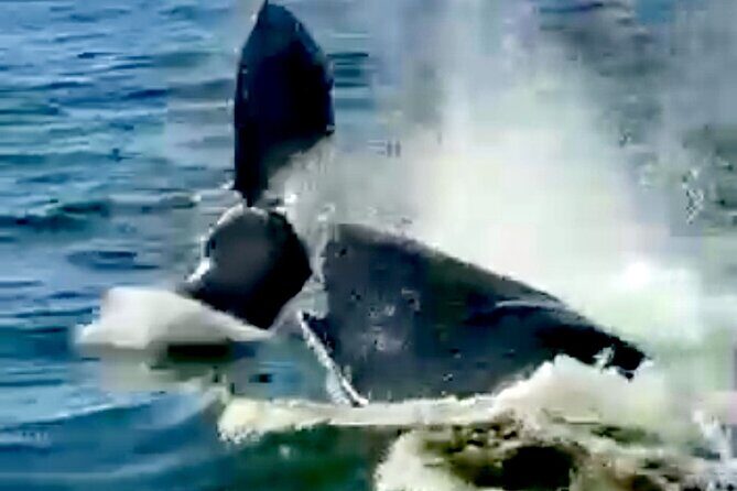 4-Hour Private Whale Watching in Puerto Vallarta - Who Is This Tour Best For?